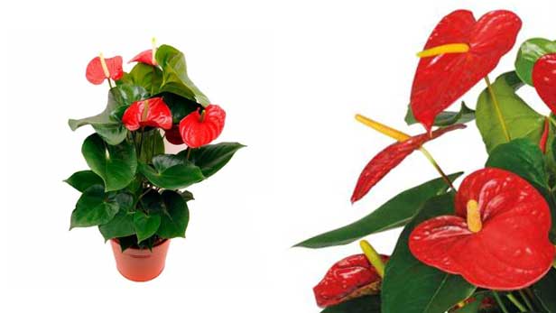 Anthurium